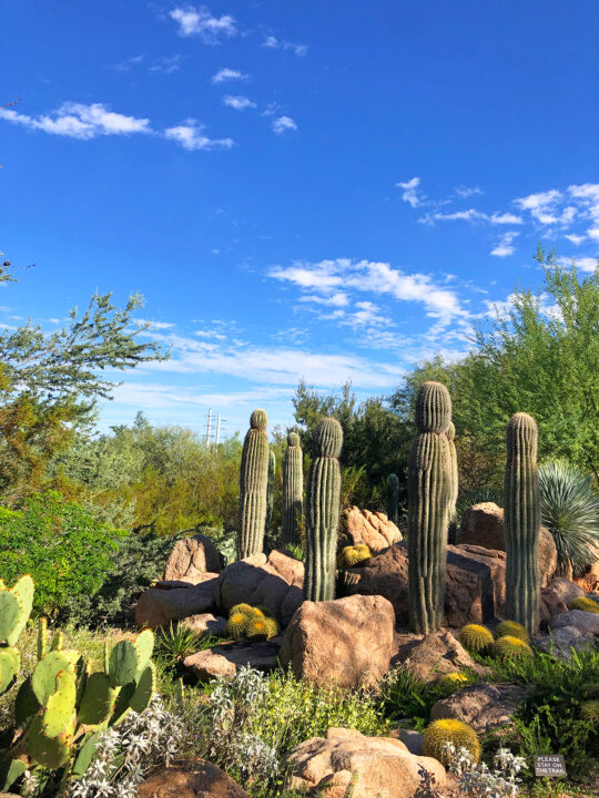 phoenix botanical gardens cacti with lots of dessert rock and fauna on a sunny day