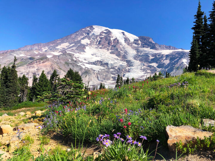 skyline trail mt rainier - picture of mountain and wildflowers on sunny day