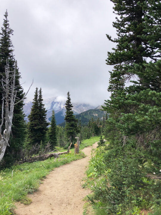 best hikes in mt rainier - sunrise nature trail flat trail in forest with clouds above