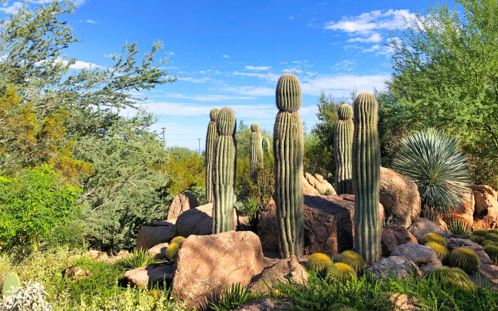 Arizona travel guides picture of cacti with rocks in desert scene