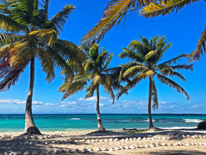 Belize things to do picture of 3 palm trees along beach with white seashells making path and blue sky