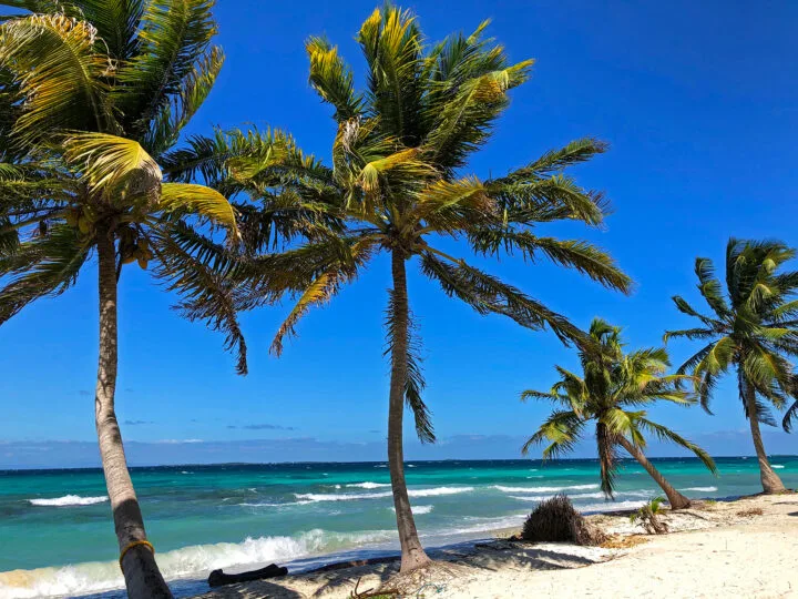 cheapest beach vacation picture of 4 palm trees on beach with teal ocean and blue sky