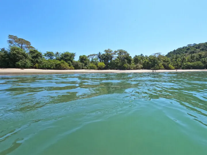 view from the green water looking at beach and treelike