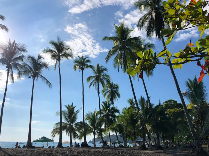 Playa Espadilla palm. trees looking up on beautiful blue sky with beach in lower