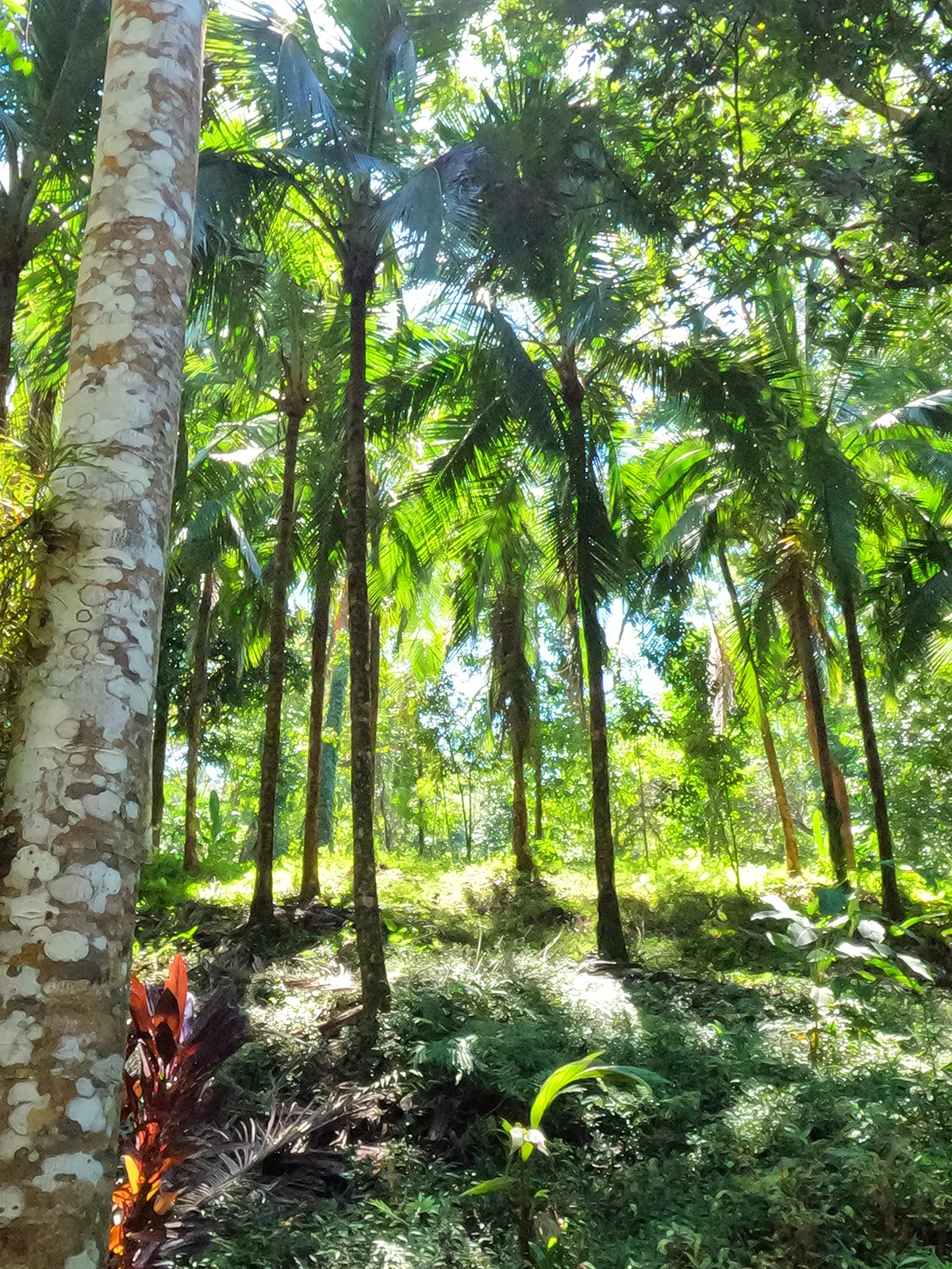 palm tree area with mossy greens, white tree trunk in foreground