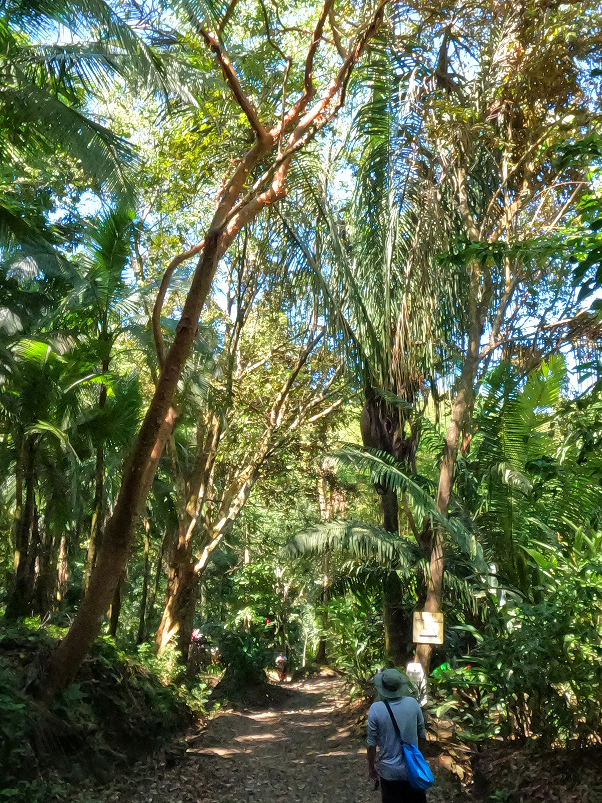 palm tree lined path through jungle