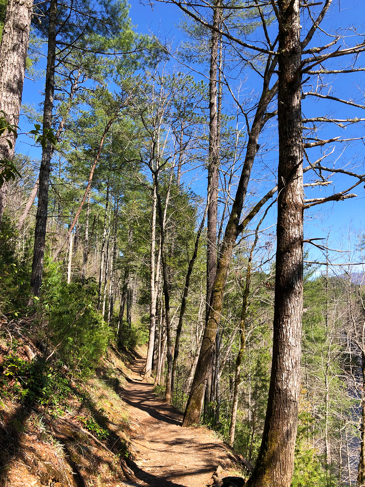 hiking trail with trees and dirt path blue sky