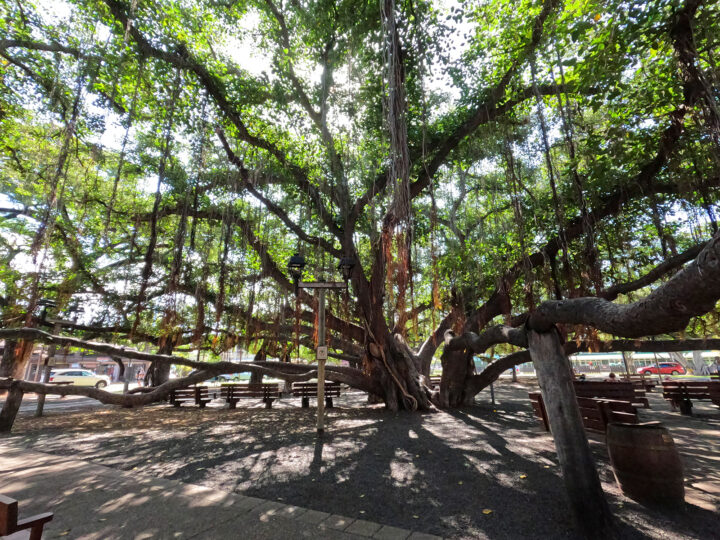 large banyan tree stretching to the sky top things to do with kids in maui