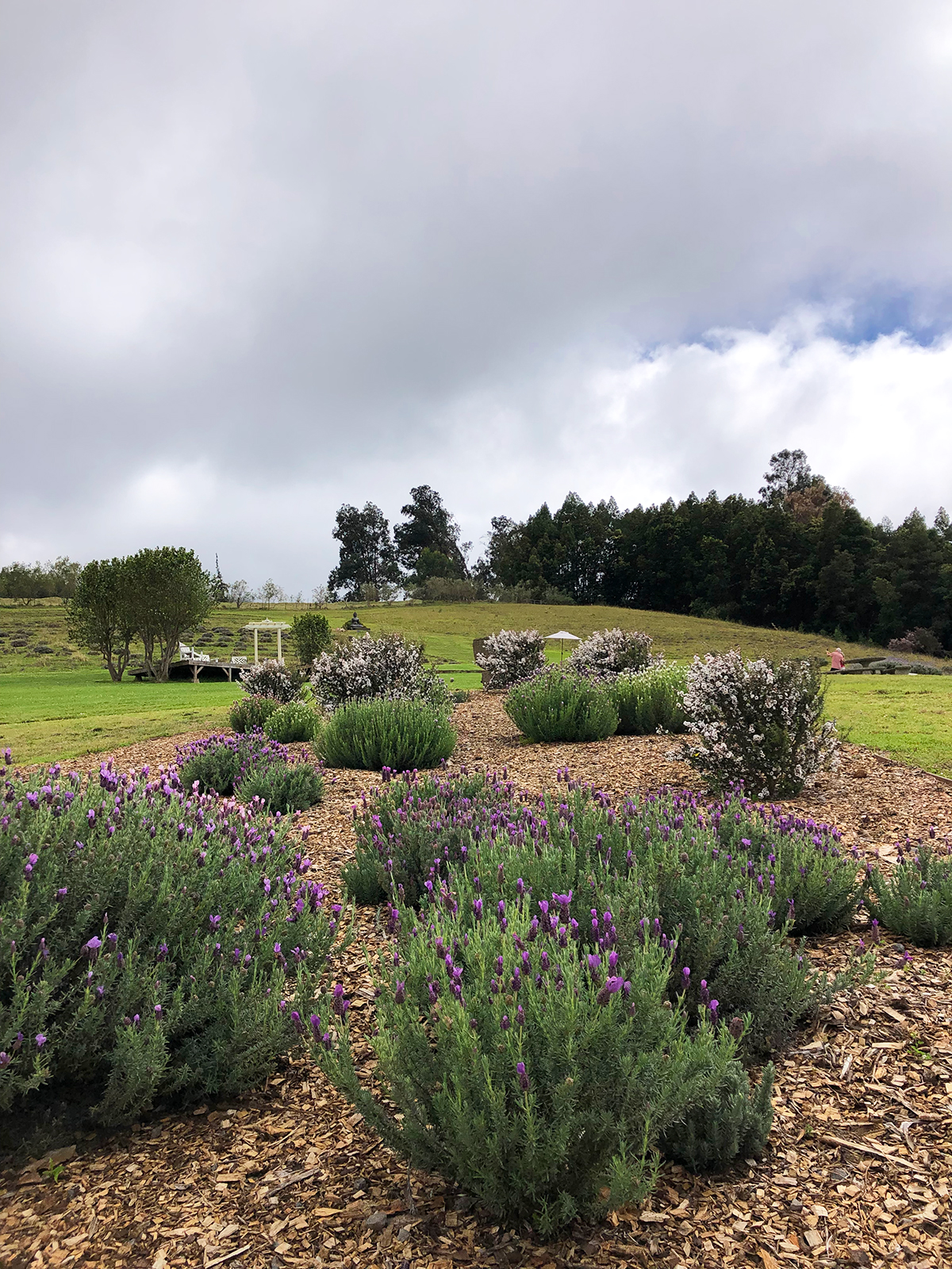 lavender bushes on hill on cloudy day