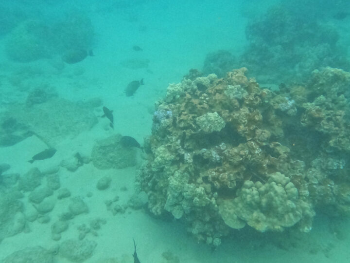 hawaii's underwater world with fish and coral teal water