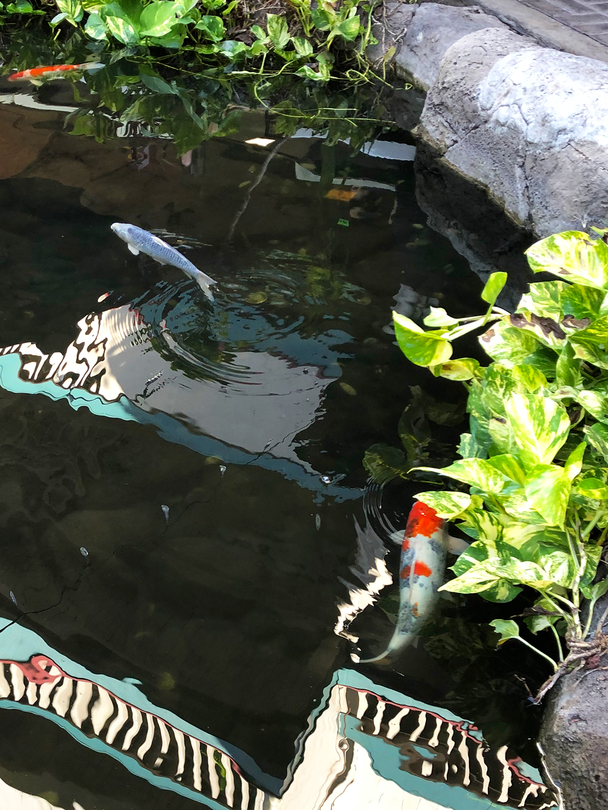 two coy fish in pond with reflective water