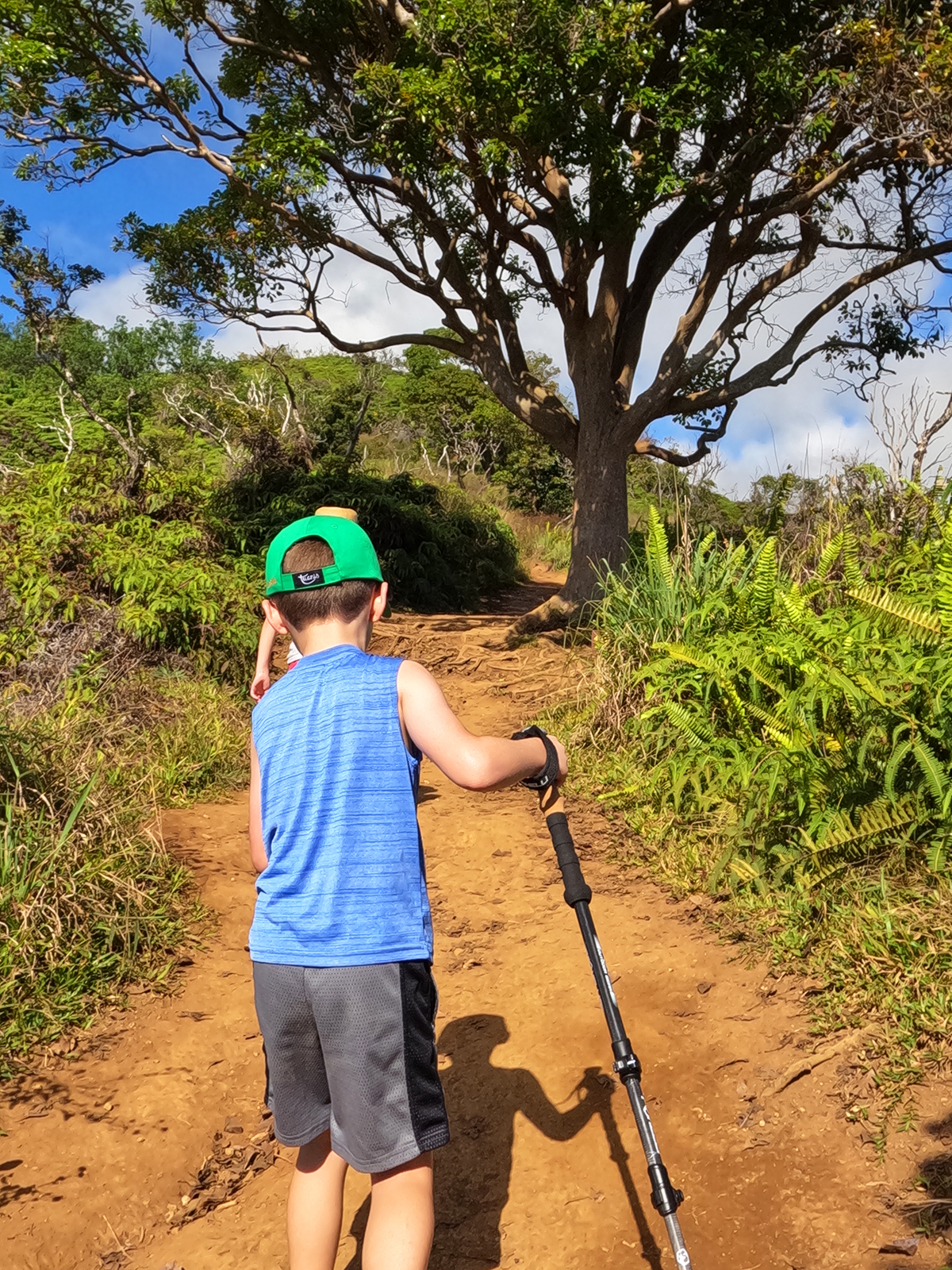 boy with hiking pole hikes dirt trail towards tree