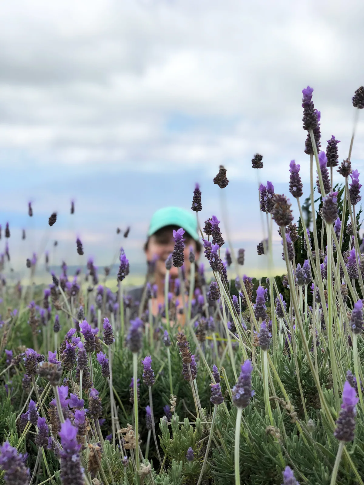 close up of lavender with out of focus woman in background