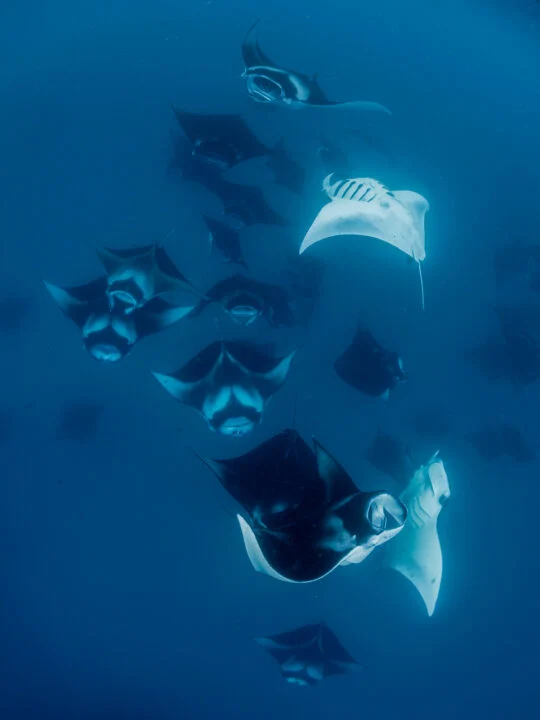 group of manta rays in ocean with low light