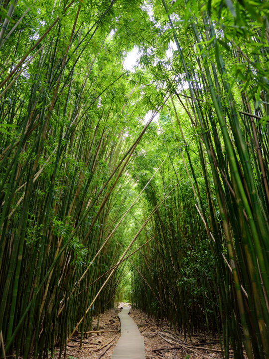 view of path through large bamboo shoots all around it