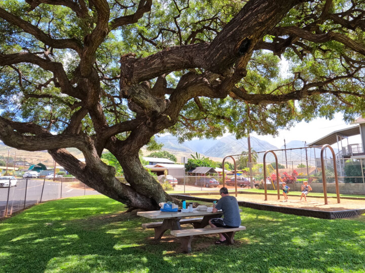 playground with picnic table swings and large tree creating shade