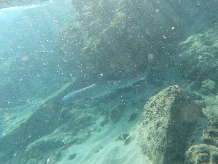 shark in coral reef underwater