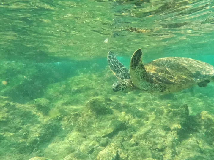sea turtle in greenish ocean water