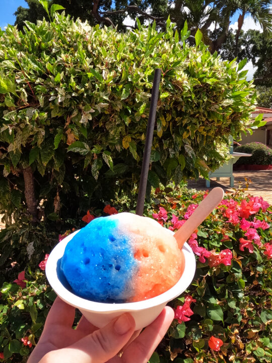 cup of ululant's shave ice blue and red agains shrubs top things to do with kids in maui