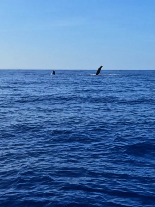 mother and baby whale fins poking up out of blue ocean