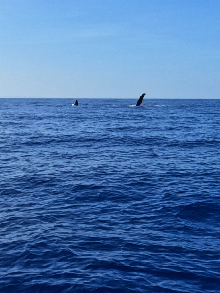 mother and baby whale fins poking up out of blue ocean