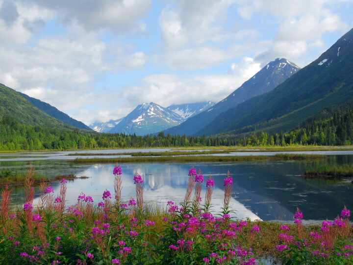 road trip Alaska sights purple flowers lake at mountain scene