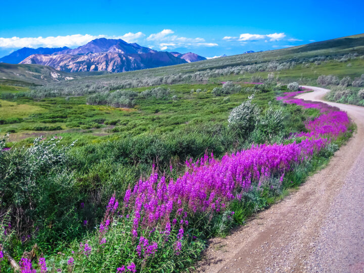 adventure vacations in the US view of mountain scene with purple wildlfowers