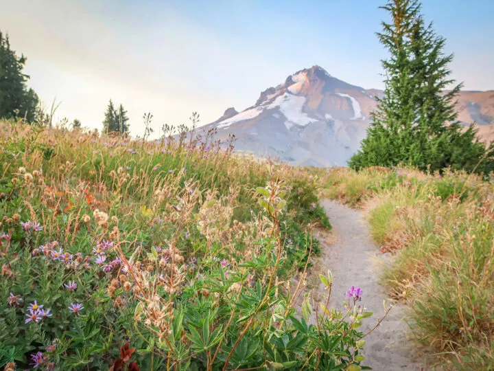 view of the pacific crest trail and Mt Hood with flowers in foreground hiking trail and mountain peak in distance while on adventure vacations in the us 