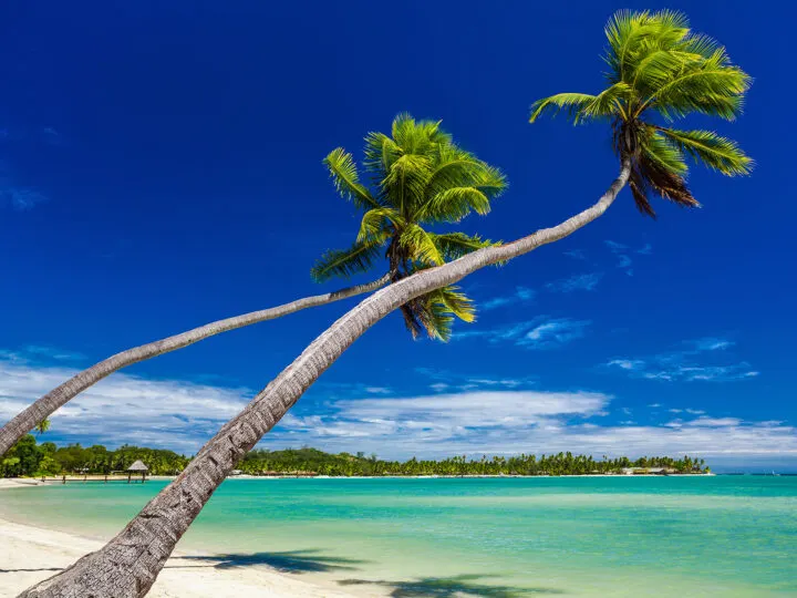 Fiji for a tropical Christmas getaway view of two palm trees over water with island in distance