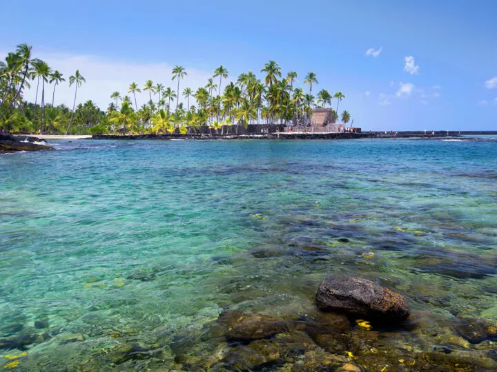 teal water palm trees with rocky shore