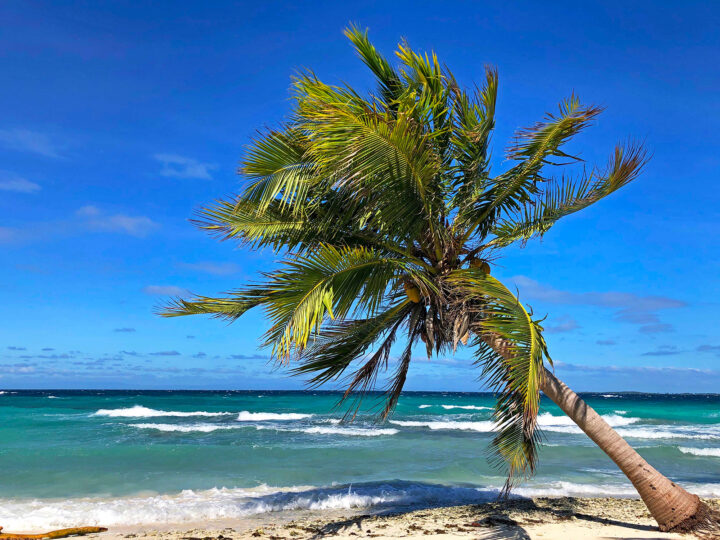 tropical Christmas destination view of palm tree on belize beach with waves
