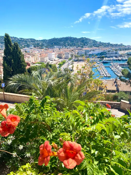 French Riviera in January view of flowers overlooking bay with buildings in distance