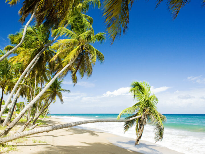 best countries to visit in January beach with palm trees blue ocean white sand