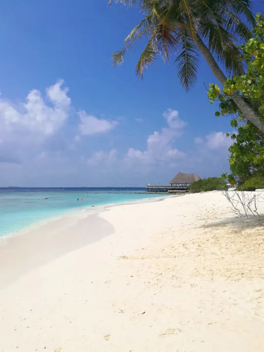 Maldives in January beautiful beach palm tree and pier in distance over ocean