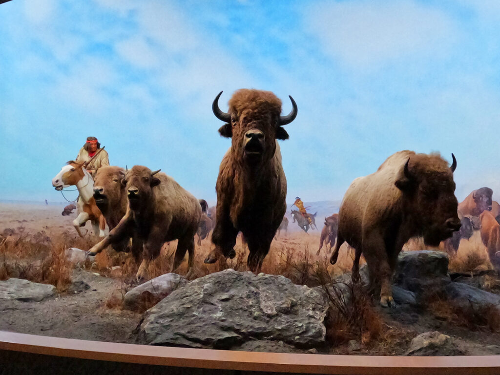 what to do in winnipeg visit manitoba museum view of bison being hunted by man on horse