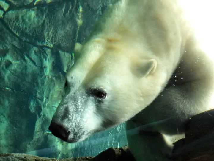 things to do in winnipeg see polar bears view of up close face in water
