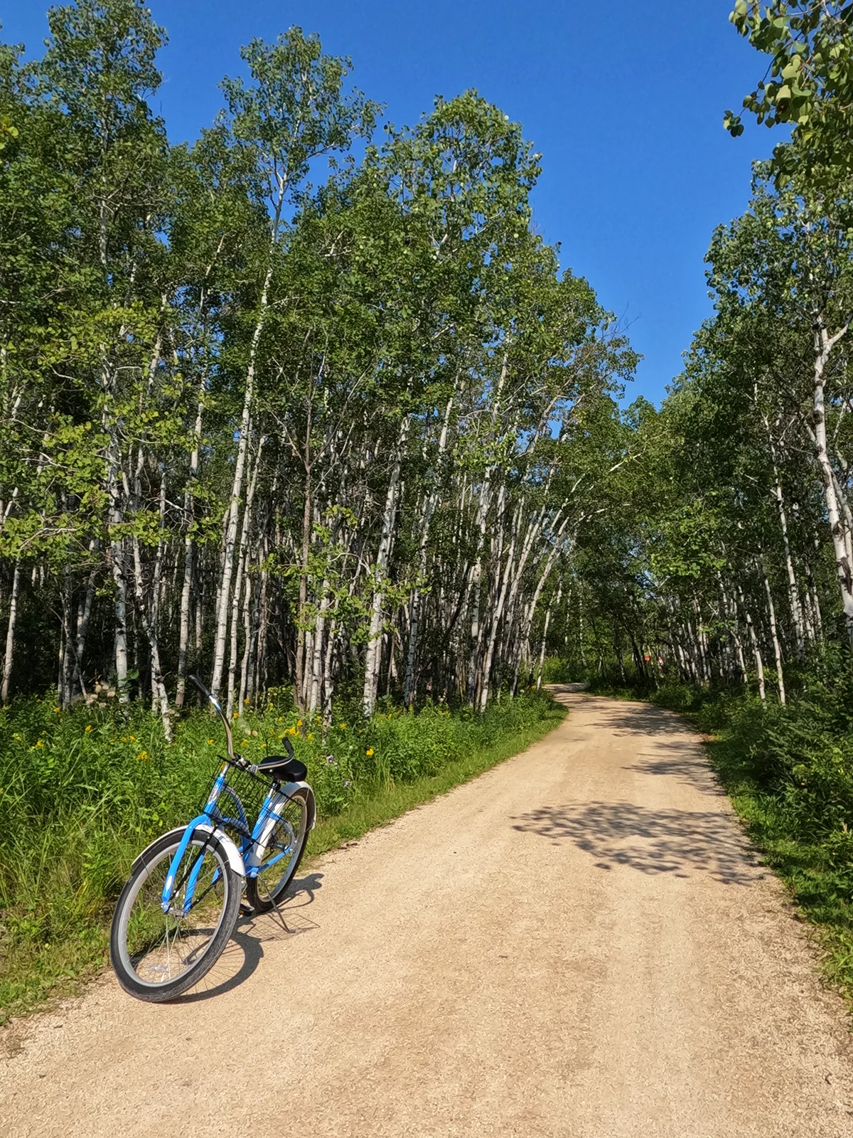 blue bike sitting on gravel path through trees