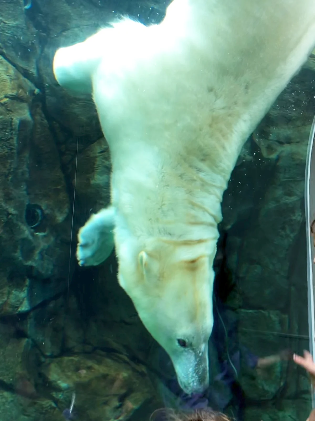 polar bear swimming at journey to Churchill winnipeg zoo