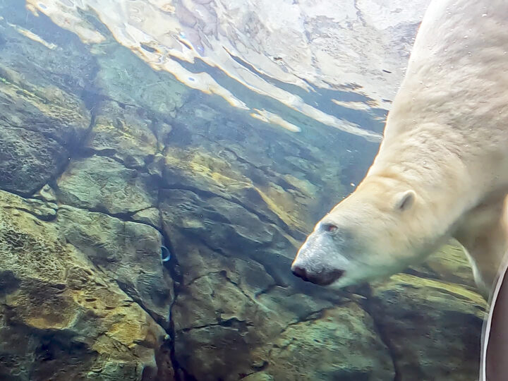 polar bear head and shoulders in water with rocks