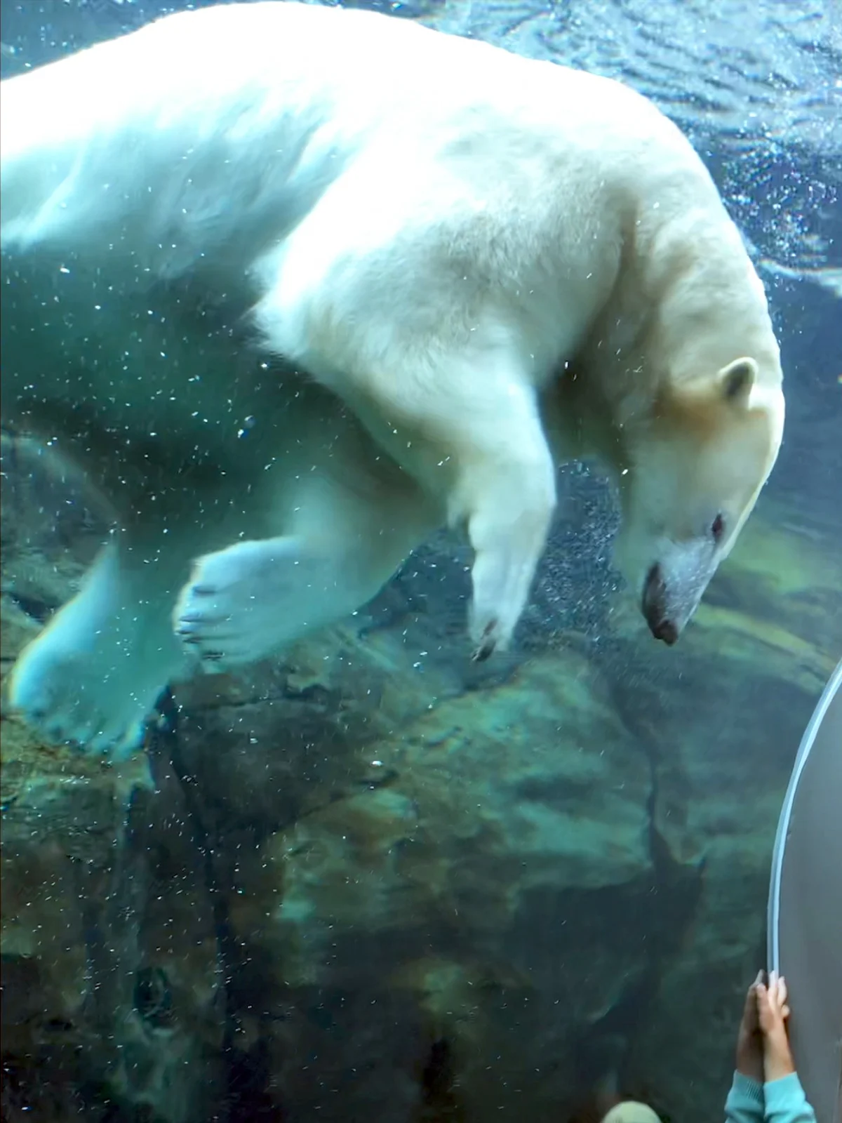 things to do in winnipeg view of polar bear in water at zoo