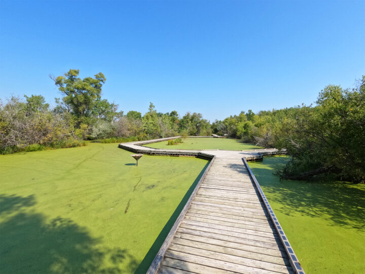 fortwhyte alive boardwalk with swampy green water surrounding