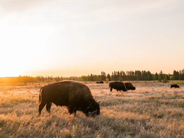 manitoba vacation view of bison in fields at dusk