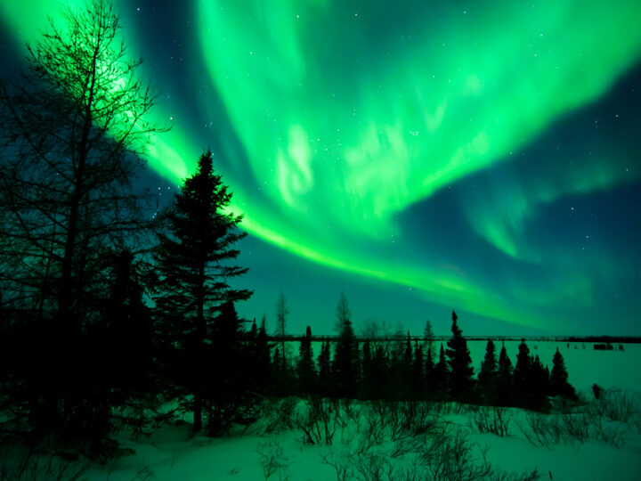 aurora borealis with bright green sky and dark trees at night in Churchill Manitoba vacaiton