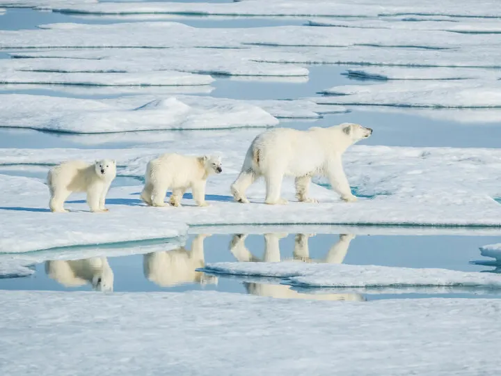 manitoba vacation view of three polar bears walking on snow with water surrounding