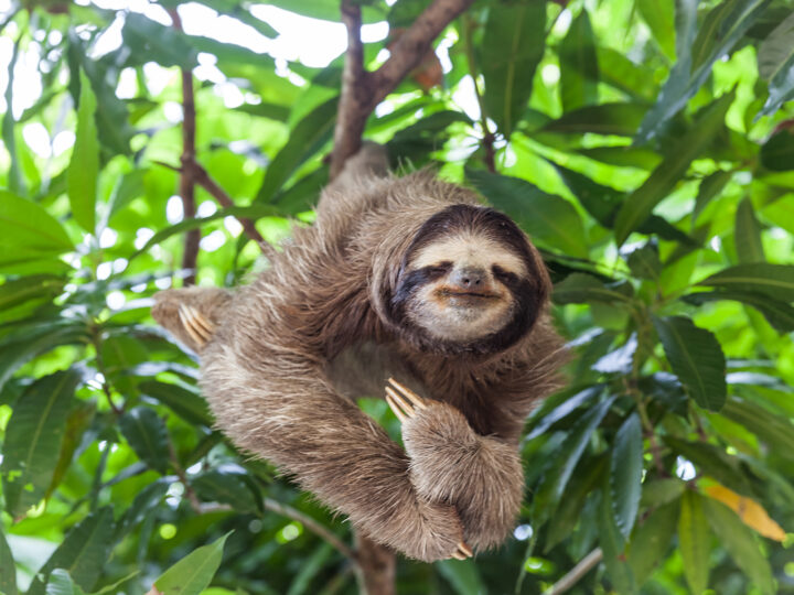 sloth in a tree in Costa Rica