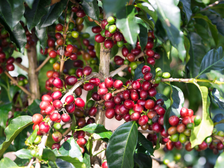what to do in monteverde view of coffee tour red berries on green trees