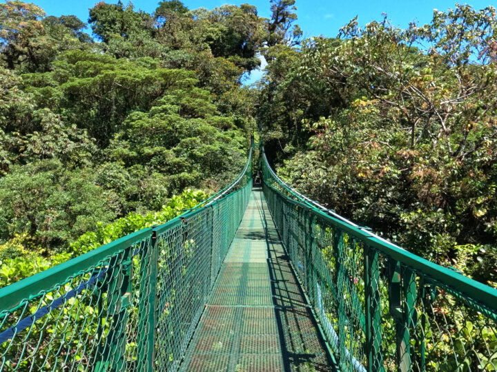 hanging bridges Monteverde view of green suspension bridge through trees