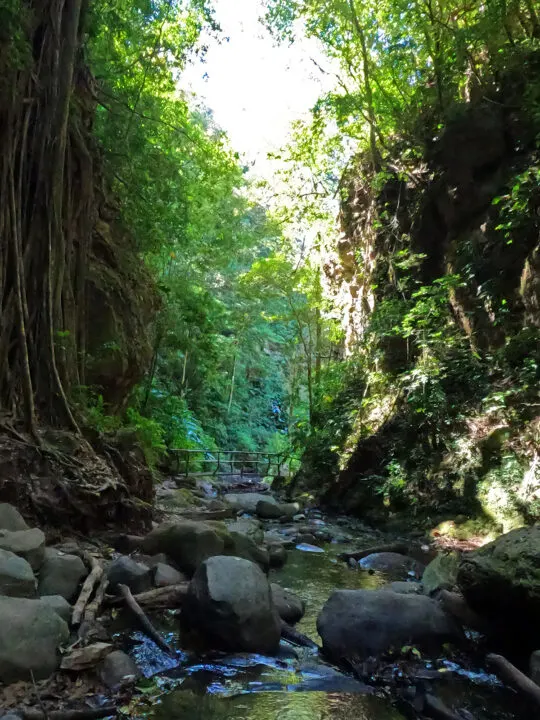 things to do in Monteverde hiking through Costa Rica jungle with stream rocks and large trees