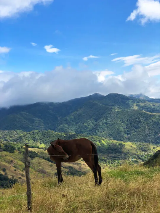 donkey standing on hillside on sunny day near monteverde