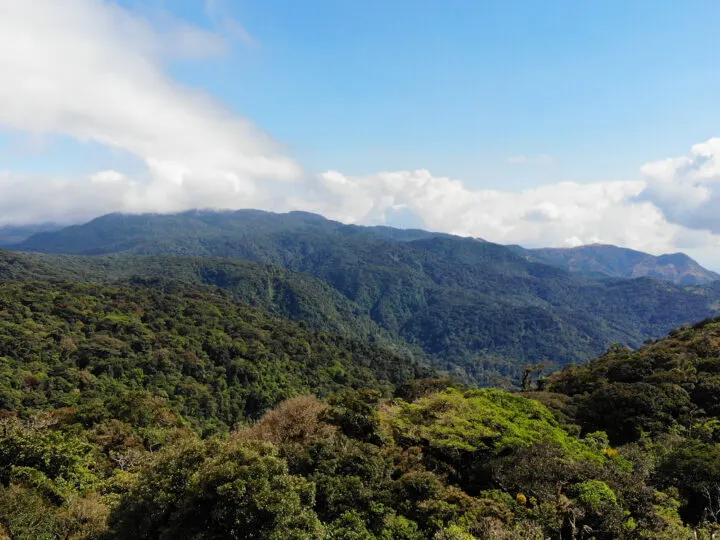 treetops in Monteverde rolling hills on sunny day